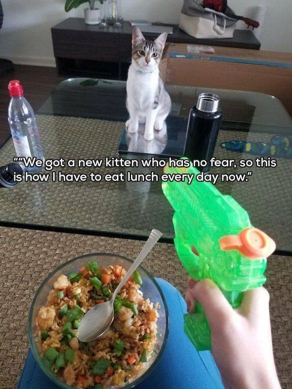 funnyanimals148_026