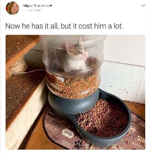 funnyanimals149_002