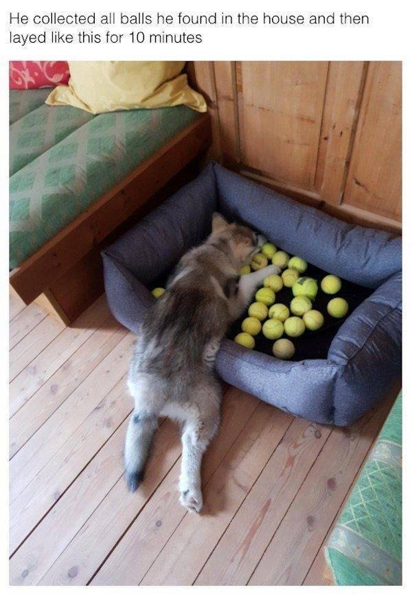 funnyanimals149_005
