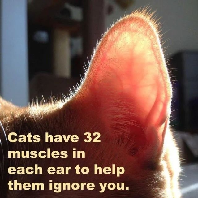 funnycats61_019