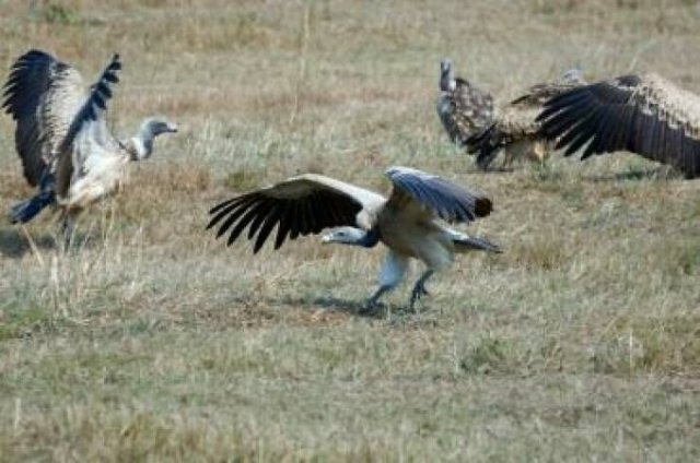 interestingfacts92_007