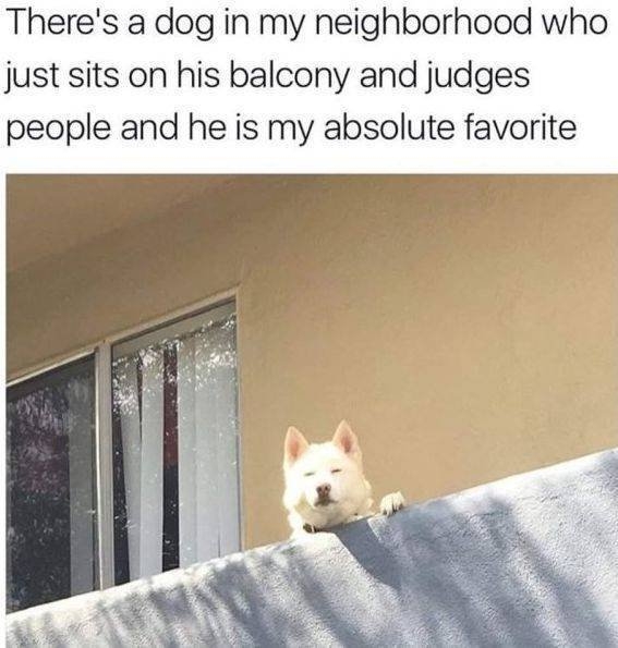 funnyanimals150_030