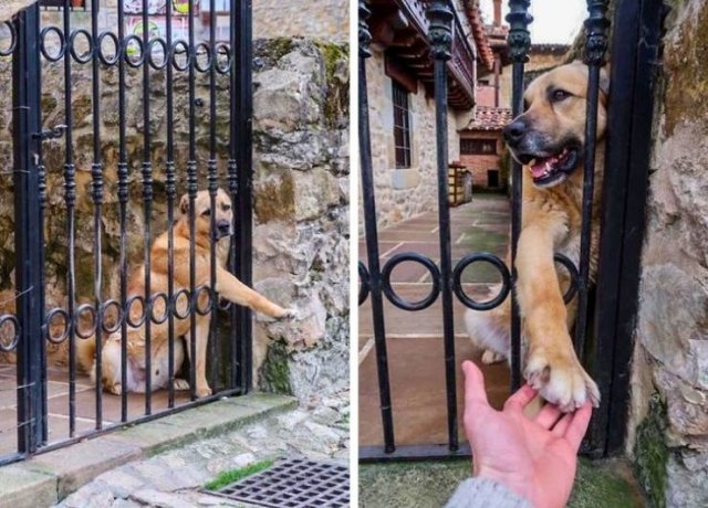 funnyanimals151_001