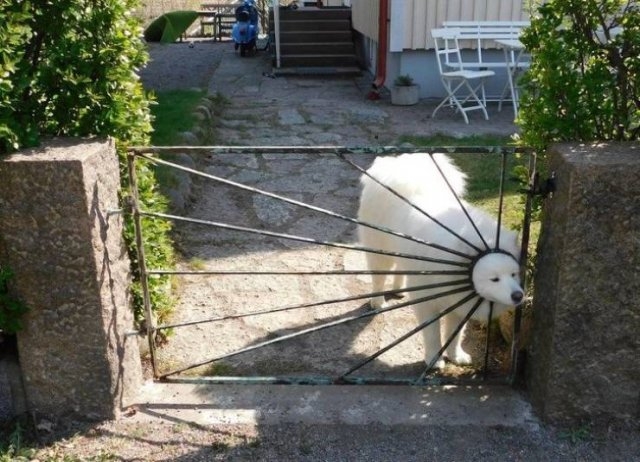 funnyanimals151_003