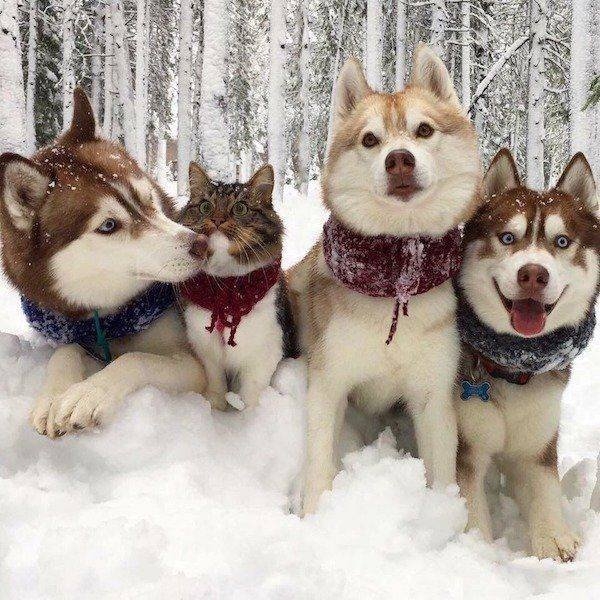 funnyanimals151_004
