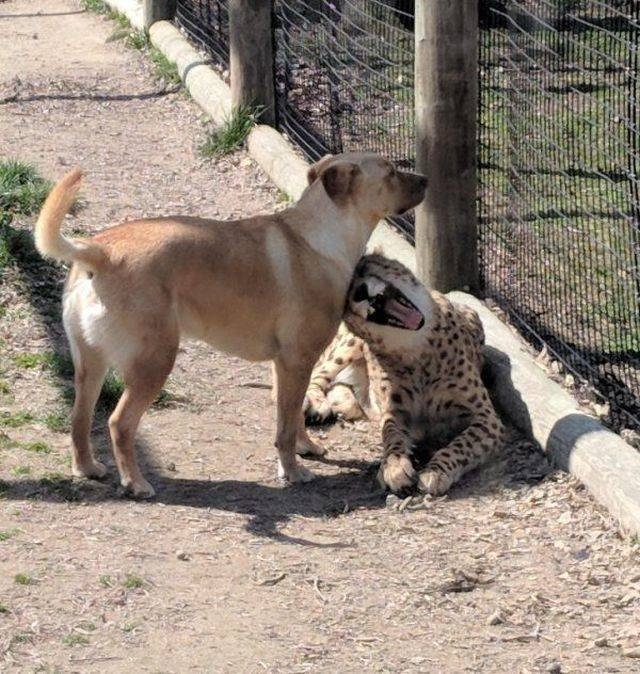 funnyanimals151_005