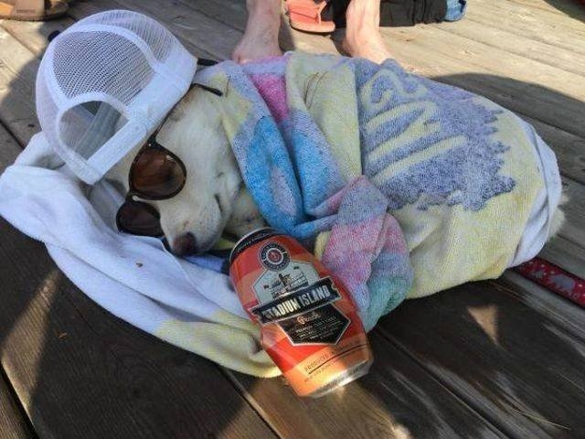funnyanimals151_006