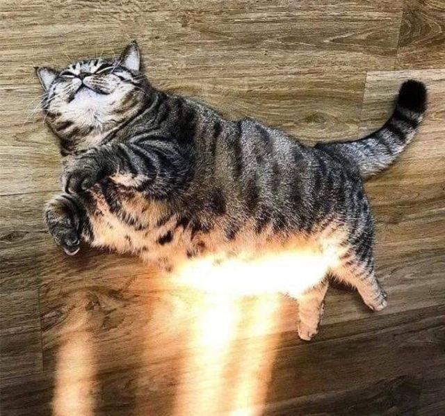 funnyanimals151_007