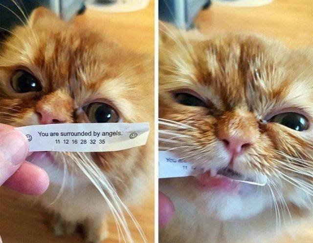 funnyanimals151_008