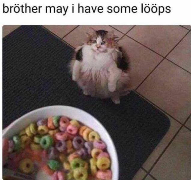 funnyanimals151_010