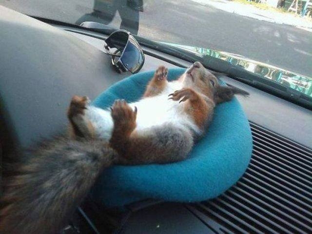 funnyanimals151_013