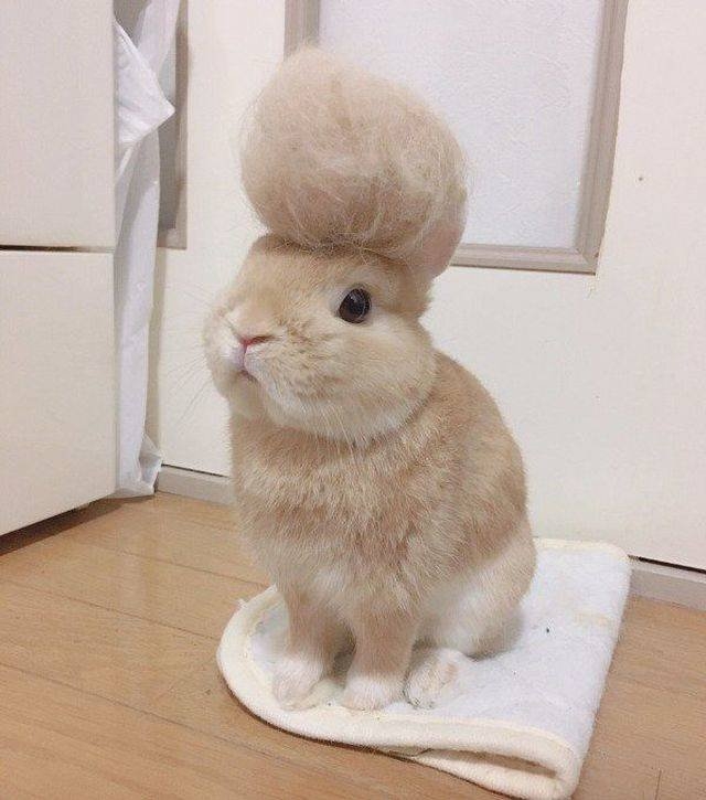 funnyanimals151_014