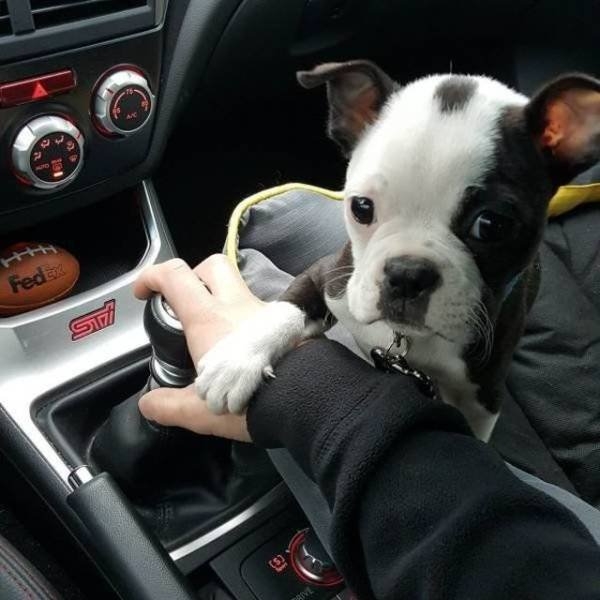 funnyanimals151_015
