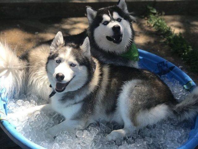 funnyanimals151_016