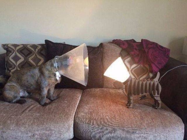 funnyanimals151_017
