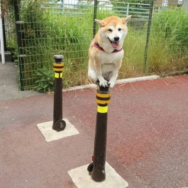 funnyanimals151_018