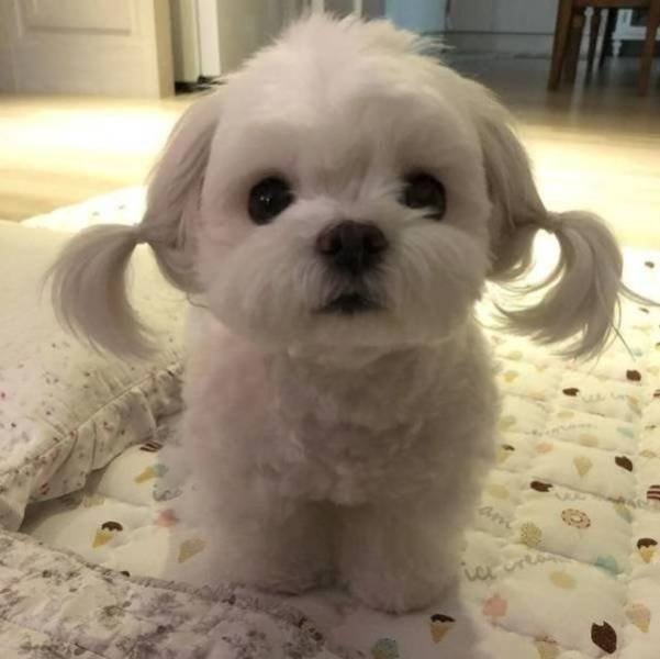 funnyanimals151_019