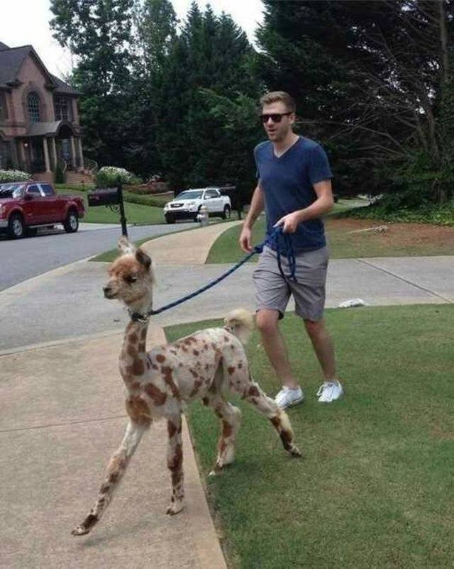 funnyanimals151_020