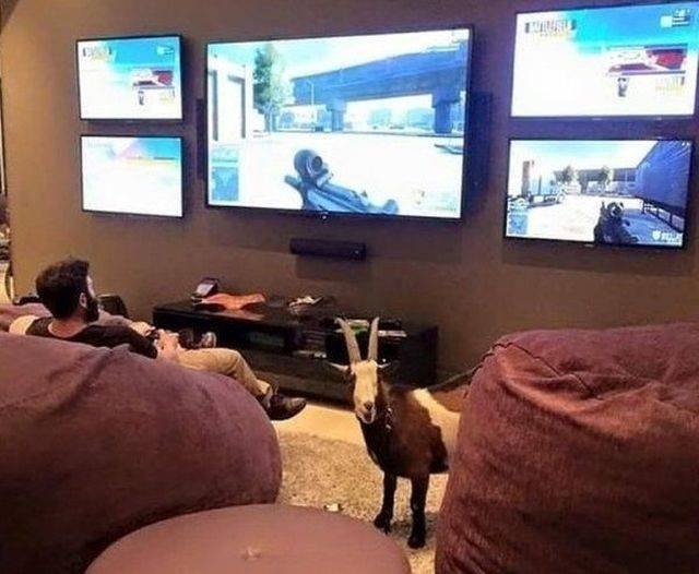 funnyanimals151_021