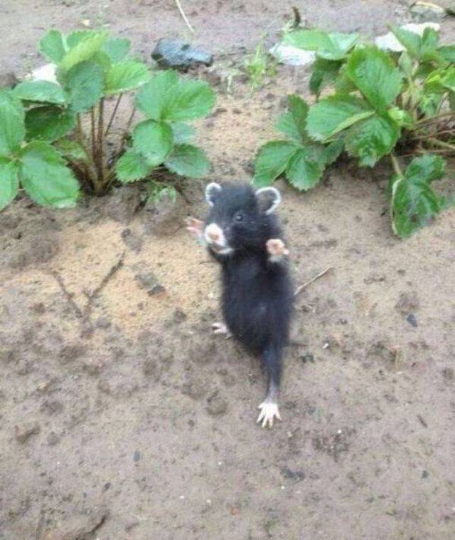 funnyanimals151_023
