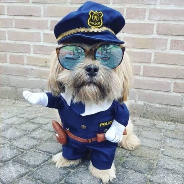 funnyanimals151_024