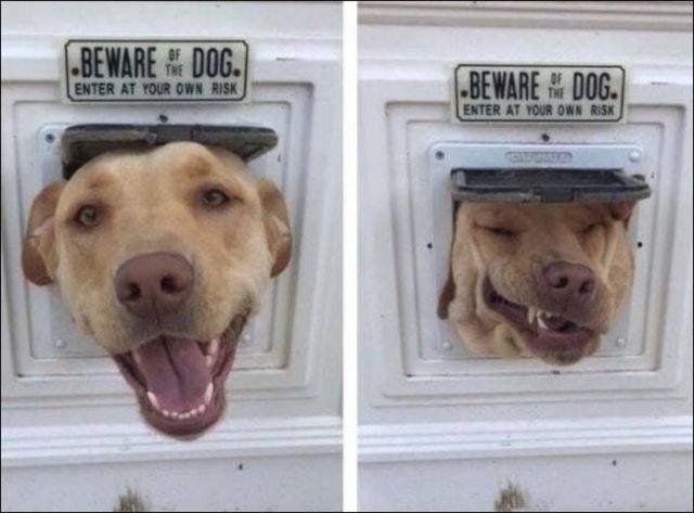 funnyanimals151_025
