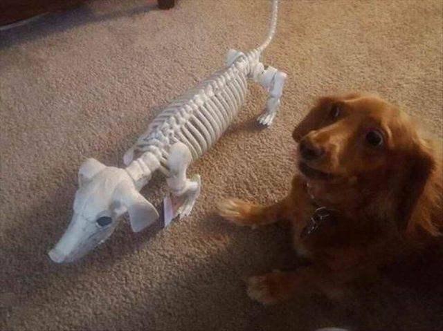 funnyanimals151_026