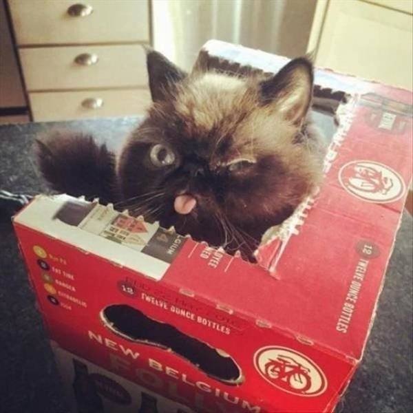 funnyanimals151_027