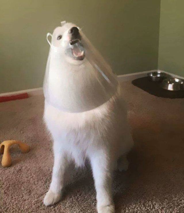 funnyanimals151_032