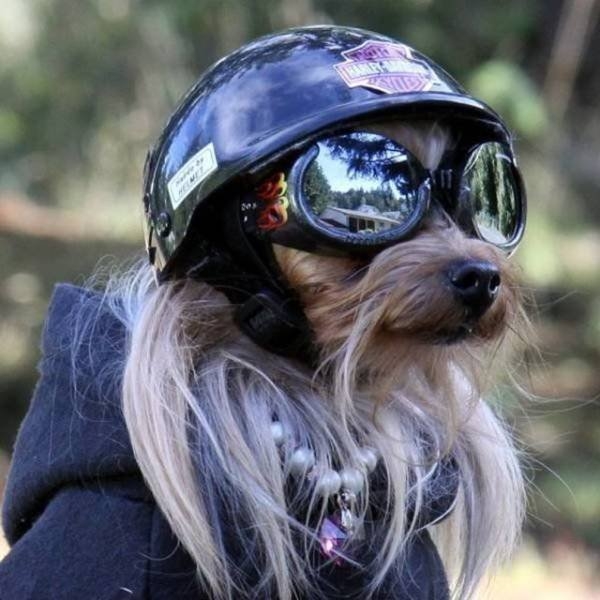 funnyanimals151_033