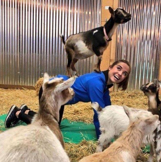 funnyanimals151_034