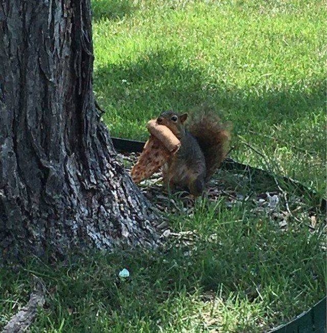 funnyanimals151_035