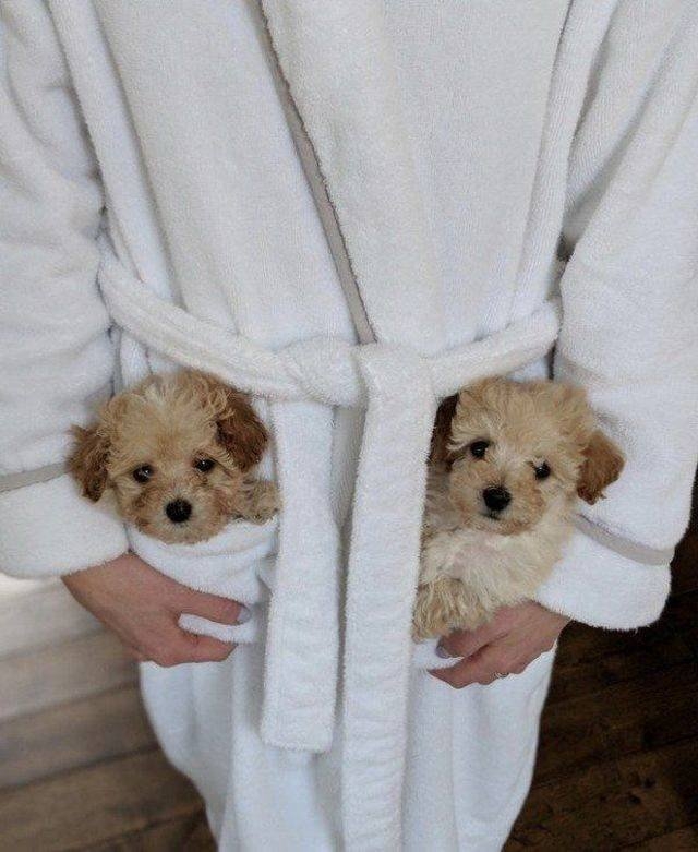 funnyanimals151_037