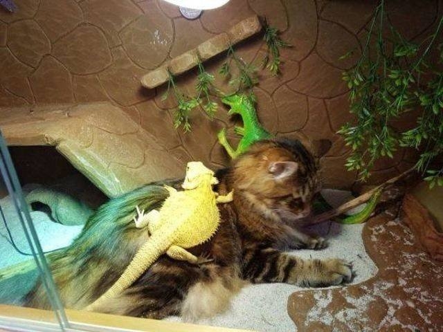 funnyanimals151_038