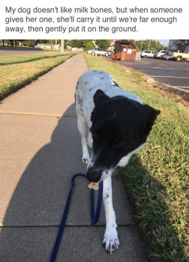 funnyanimals151_040