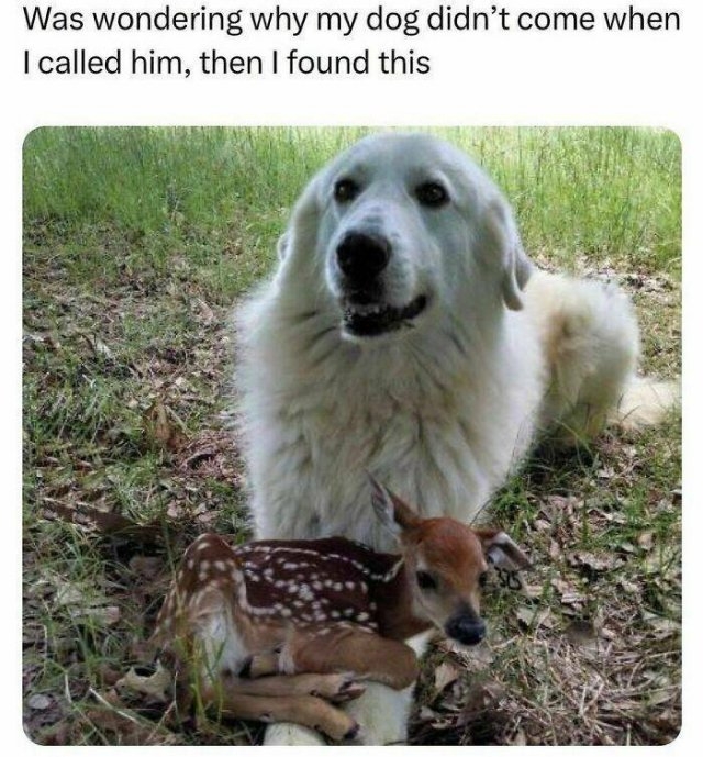 funnyanimals152_019