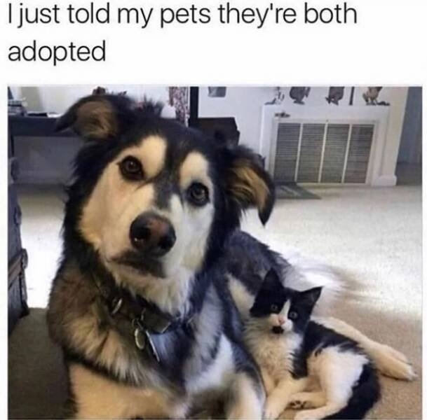 funnyanimals158_030