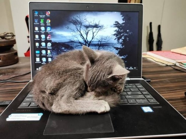 funnycats64_001