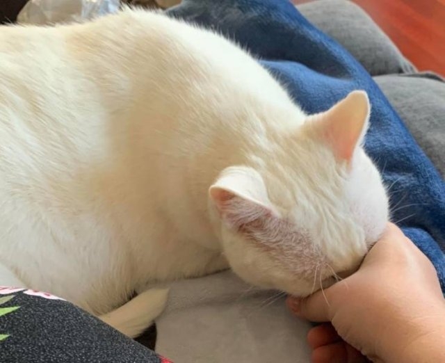 funnycats64_002