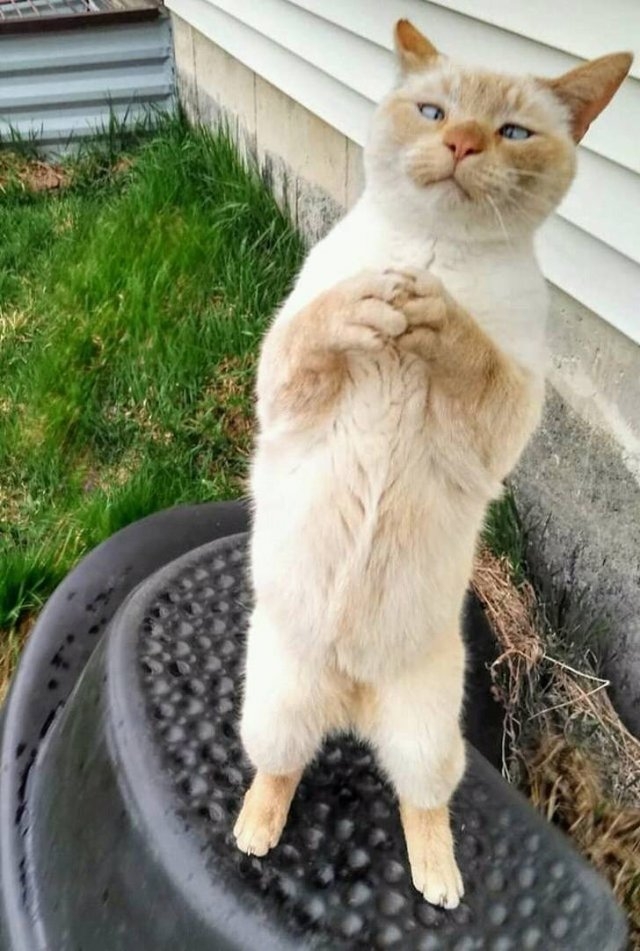 funnycats64_003