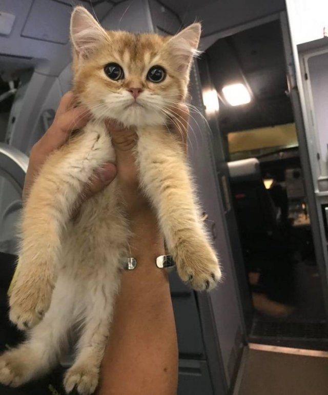 funnycats64_004