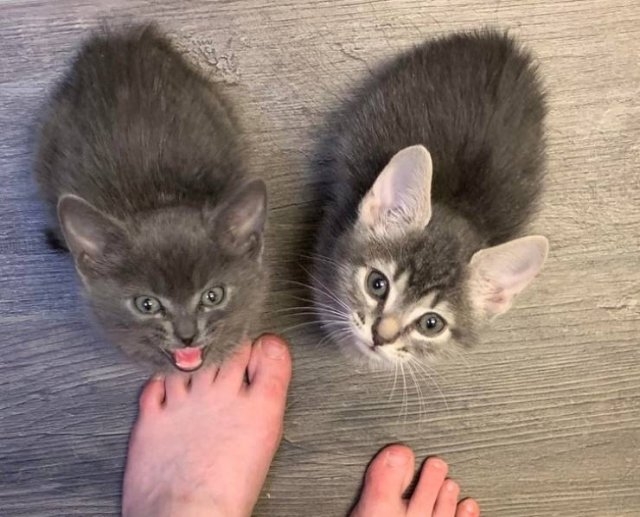 funnycats64_005