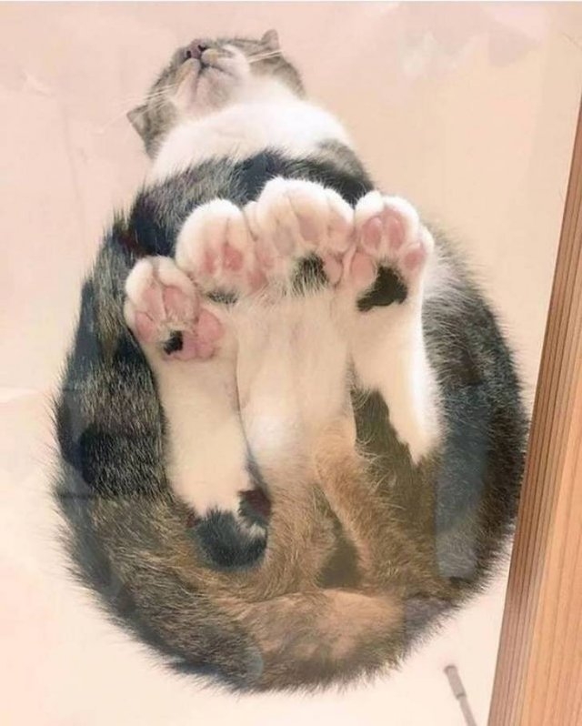 funnycats64_006