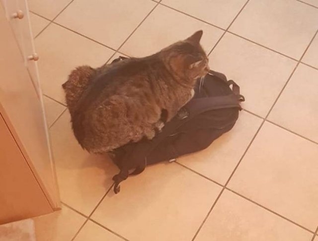 funnycats64_007