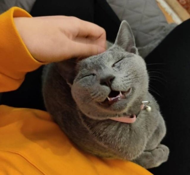 funnycats64_008