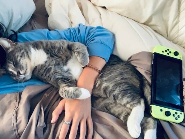funnycats64_009