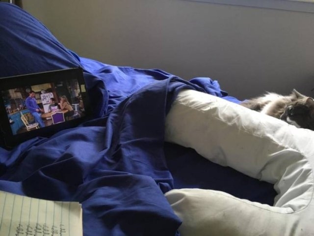 funnycats64_010