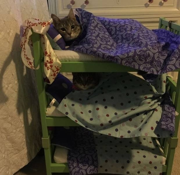 funnycats64_011