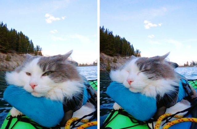 funnycats64_012