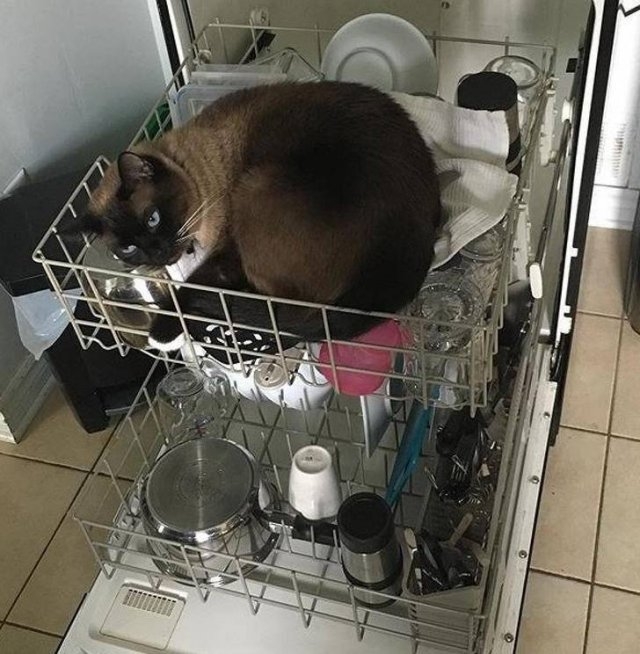 funnycats64_013